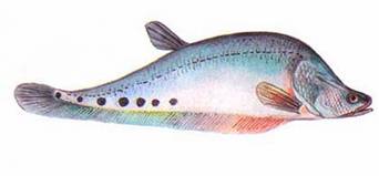 ปลากราย (อังกฤษ: Clown featherback, Clown knifefish; ชื่อวิทยาศาสตร์: Chitala ornata) ปลาน้ำจืดชนิดห