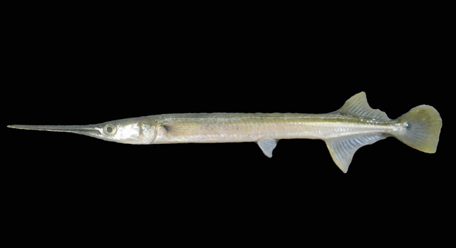 ปลากะทุงเหวหูจุด
Strongylura strongylura  (van Hasselt, 1823)	
 Spottail needlefish 
ขนาด 40cm
พ