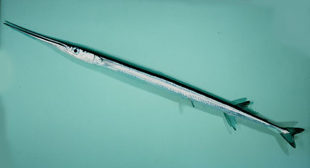 ปลากะทุงแกลบPlatybelone argalus platyura  (Bennett, 1832)	
 Keeled needlefish 
ขนาด 40cm
พบตามผิว