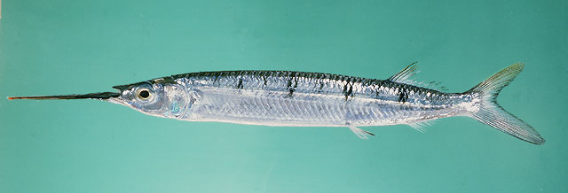 ปลาตับเต่าลาย
Hemiramphus far  (Forsskål, 1775)	
 Black-barred halfbeak ขนาด 45cm
