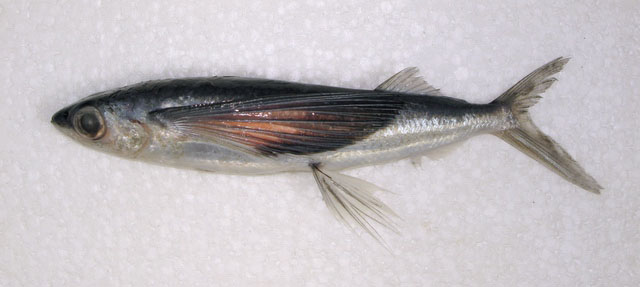 ปลาบินปีกแดง
Cheilopogon abei  Parin, 1996	
 Abe's flyingfish 
ขนาด25cm
