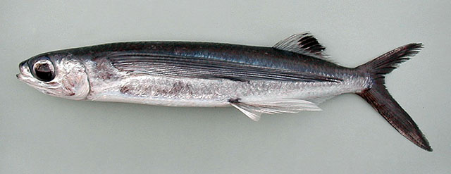 ปลาบินปีกลาย
Cheilopogon cyanopterus  (Valenciennes, 1847)	
 Margined flyingfish 
ขนาด 40cm