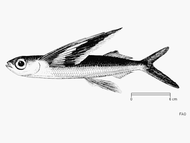 ปลาบินปีกเหลือง
Cheilopogon furcatus  (Mitchill, 1815)	
 Spotfin flyingfish 
ขนาด 20cm