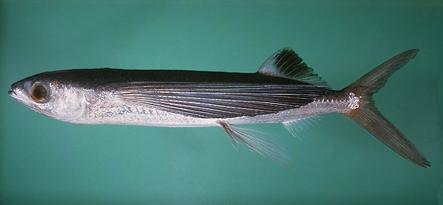 ปลาบินครีบดำ
Cheilopogon spilonotopterus  (Bleeker, 1865)	
 Stained flyingfish ขนาด 40cm