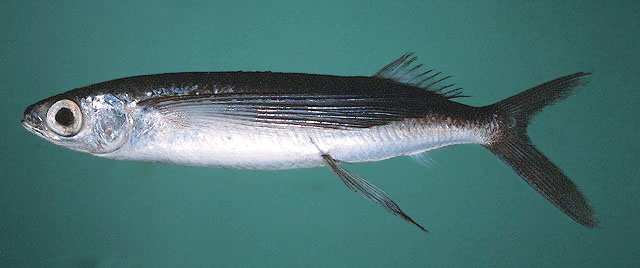 ปลาบิน
Cypselurus opisthopus  (Bleeker, 1865)	
 Black-finned flyingfish 