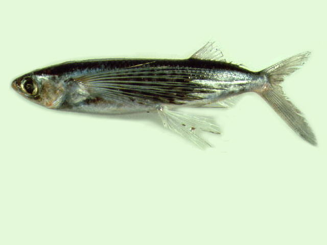 ปลาบิน
Cypselurus poecilopterus  (Valenciennes, 1847)	
 Yellowing flyingfish 
ขนาด 25cm
