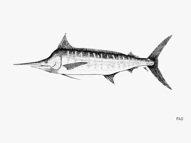 ปลากะโทงแทงน้ำเงิน
Makaira mazara  (Jordan & Snyder, 1901)	
 Indo-Pacific blue marlin ขนาด 450cm