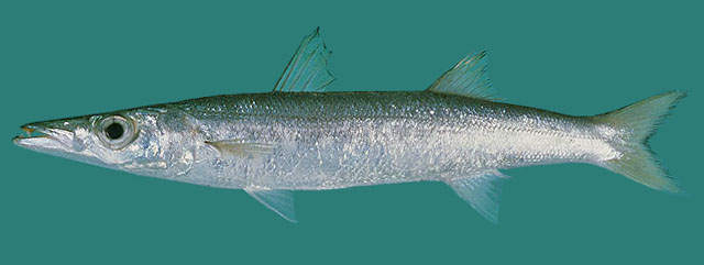 ปลาสากเล็ก
Sphyraena obtusata  Cuvier,  1829	
 Obtuse barracuda ขนาด 50cm
พลบเป็นฝูงใหญ่รอบกองหิน