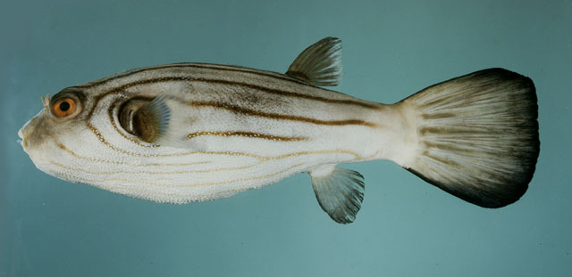 ปลาปักเป้าข้างล่าย
Arothron manilensis  (Marion de Procé, 1822)	
 Narrow-lined puffer ขนาด 