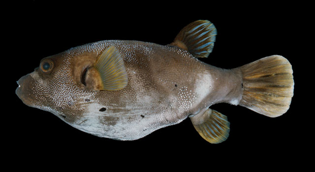 ปลาปักเป้าหน้าหมา
Arothron nigropunctatus  (Bloch & Schneider, 1801)	
 Blackspotted puffer ขนาด 30
