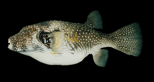 ปลาปักเป้าจุดขาว
Arothron hispidus  (Linnaeus, 1758)	
 White-spotted puffer
ขนาด 50cm
 ชายฝั่้งท