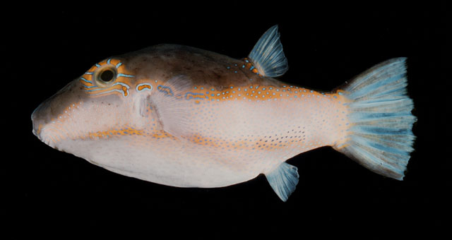 ปลาปักเป้าเล็กหลังไหม้
Canthigaster smithae  Allen &  Randall,  1977	
 Bicolored toby ขนาด 13cm
พ