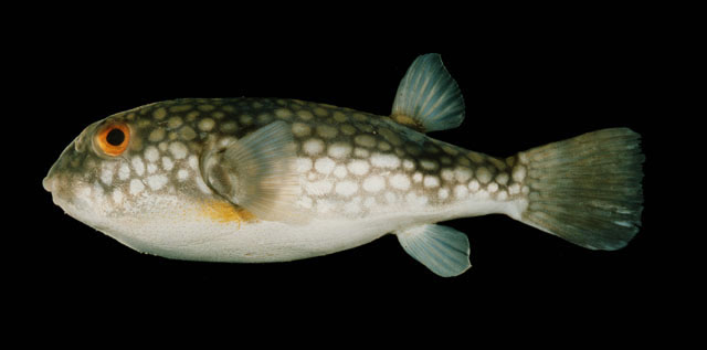 ปลาปักเป้าจุดขาว
Chelonodon patoca  (Hamilton, 1822)	
 Milkspotted puffer 

ขนาด 40cm
พบในเขตน้