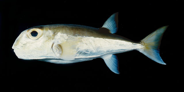 ปลาปักเป้าหลังเขียว
Lagocephalus lunaris  (Bloch & Schneider, 1801)	
 Lunartail puffer ขนาด 45cm
