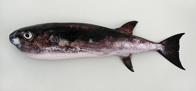 ปลาปักเป้าน้ำลึก
Lagocephalus lagocephalus lagocephalus  (Linnaeus, 1758)	
 Oceanic puffer 
ขนาด 