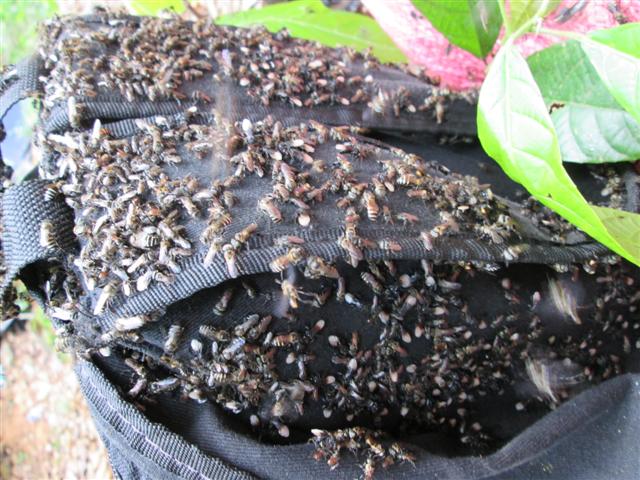 นี่ครับ ตัวปัญหา ชันโรง หรือ ชันนะโรง แมลงในพวกผึ้งตัวเล็กๆ ทำตัวน่ารำคาญมากๆ ไม่มีพิษอะไรหรอกนะครับ