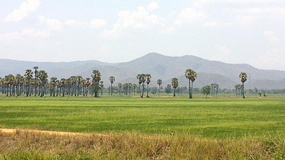 บรรยากาศข้างทางเมืองเพชร ต้นตาล  ทุ่งนา ภูเขา