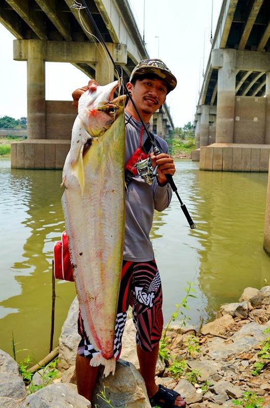 .......... Light Game งานหนักปะทะ !! ปลาเบี้ยวยักษ์ Chaophaya River Angthong 