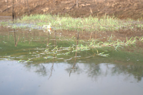 แนวหญ้าริมตะลิ่ง อย่างนี้ น่ามีตัว