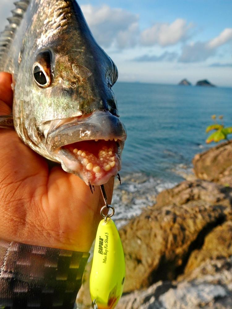  [b].....ตอนแรก ว่าจะ..จับปากปลาถ่ายแบบ โปรญิปุ่น.....แต่พอเห็นแผงฟันแล้ว...ไม่เอา ดีกว่า[/b] 
:sic