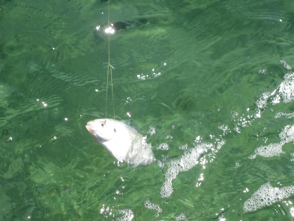 ปลาตัวแรกในแดนจิงโจ้เป็นปลาหางแข็งชนิดนึงที่เรียกว่า Silver Trevally 