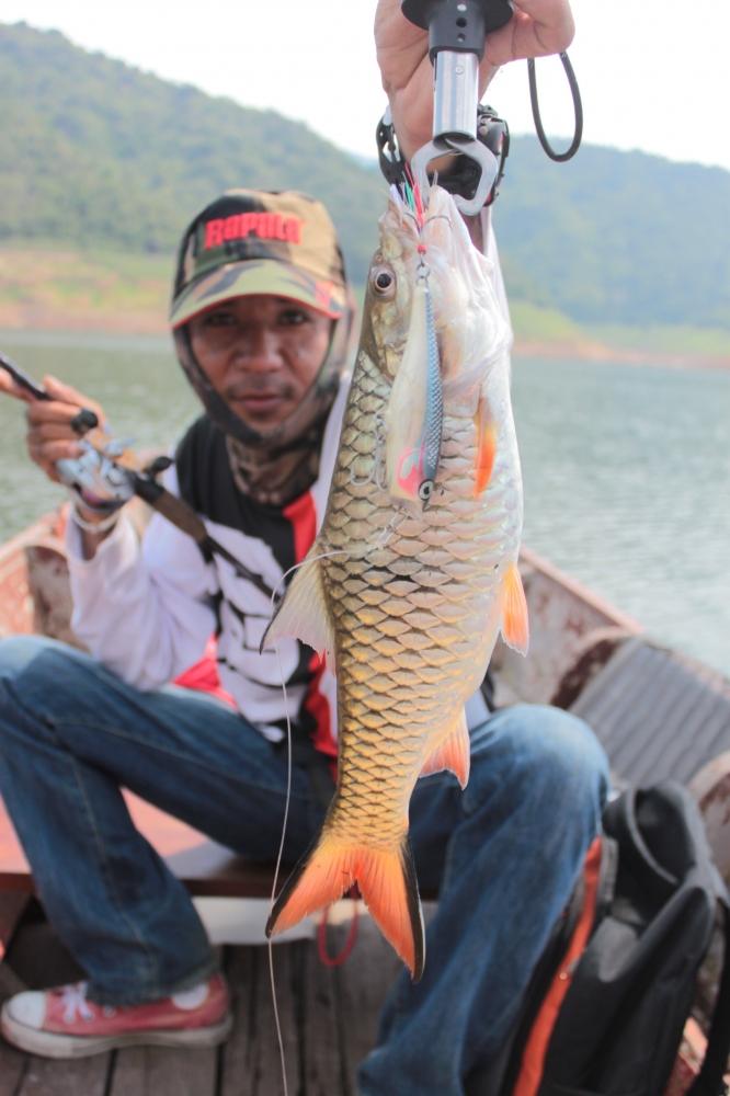 และแล้วฝูงแรก ของวัน อ.ใหม่เปิดเกมส์ ตัวแรกครับ...กระสูบฝูงในตำนานครับ.....
Fish : Rapala Skitter p