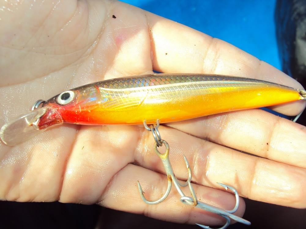 ไล่กัดให้เห็นแบบนี้ ผมรีบเปิดกล่องเลือกใช้ Rapala X-Rap 8 CM ตัวนี้ก่อนเลย มีตาเบ็ดในกล่องแถมมาแต่ไม