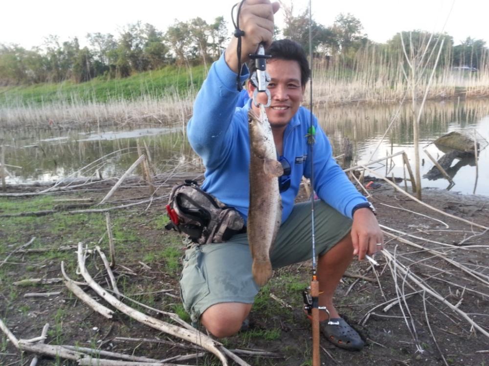 สำหรับภาพนี้อยากให้สังเกตุด้านหลังนะครับ จะเห็นว่ายังมีฝูงปลาเข้ามาไล่กินลูกปลาเป็นระยะ :love: :love