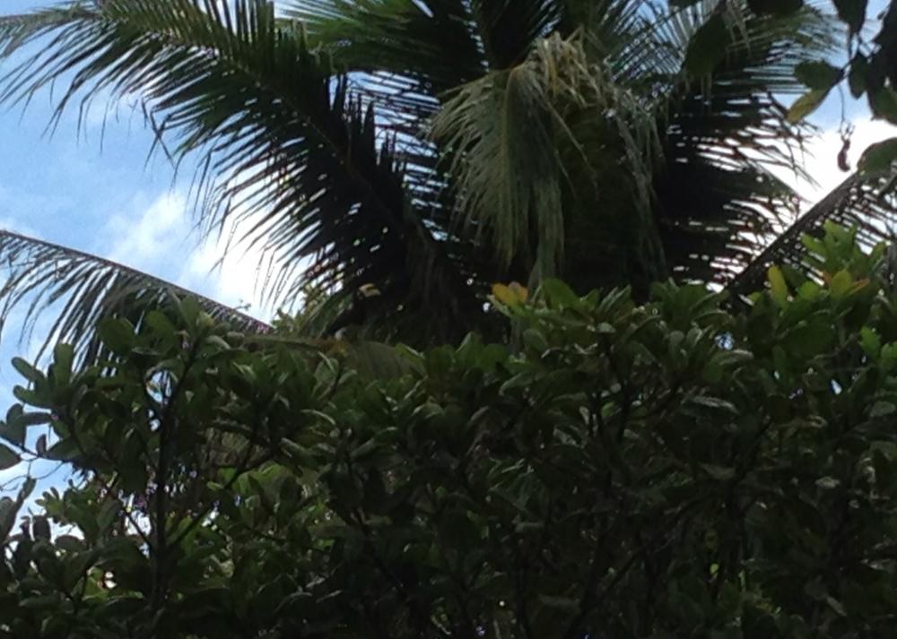 ตัวนี้อยู่บนต้นมะพร้าว สูงมาก ซูมแล้วยังพอมองเห็น :spineyes: :spineyes: