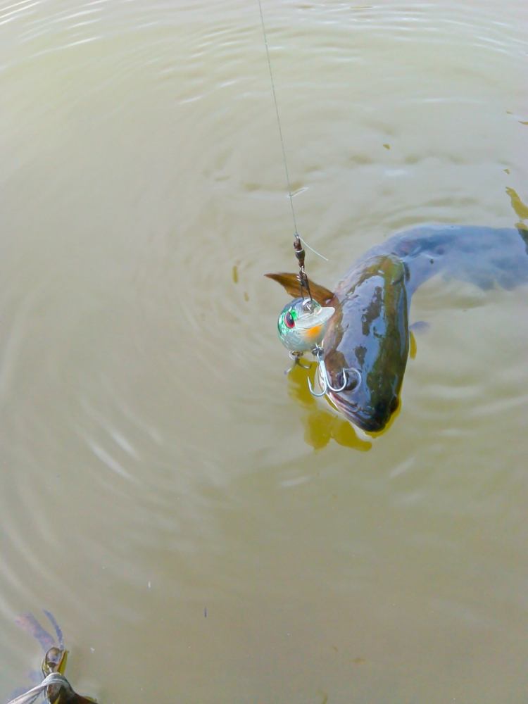 ปลาช่อนในบ่อนี้สู้เบ็ดแปบเดียวก็หมดแรง พอขึ้นน้ำแล้วลอยมาเลย :blush: