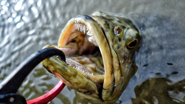 

[b][center]เห็นฟันแล้วสยองเลยยย......ปลดปลาใช้คีมเสมอนะครับ...มือจะได้ไม่แหก...
ทั้งฟันปลา....ท