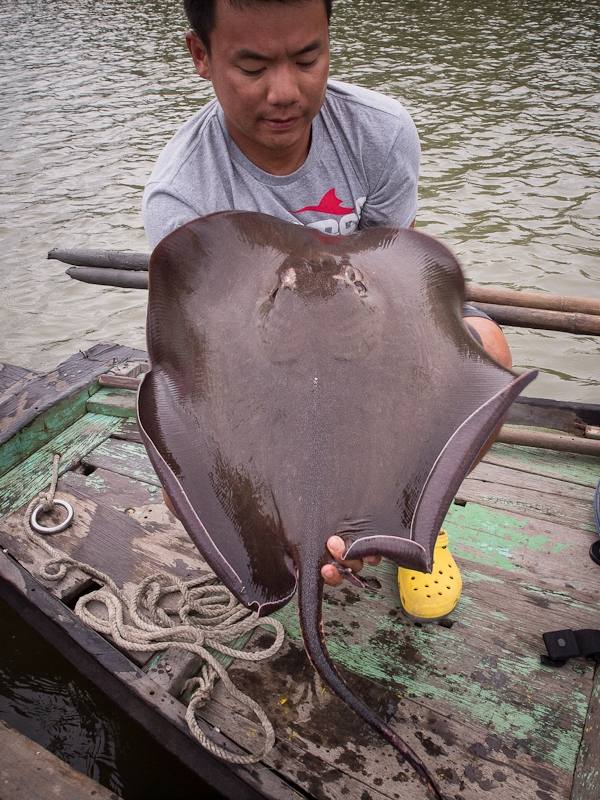 ปลายังแข็งแรงอยู่ครับ  :smile: