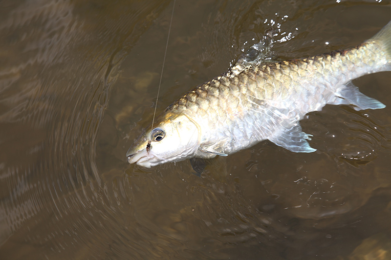 ตัวนี้เป็น ปลาเวียน (Thai mahseer, Greater brook carp)
ตัวแค่นี้เรี่ยวแรงมหาศาลจริงๆ :blush: