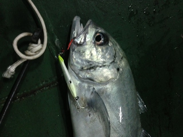 หลังจากที่ตั้งวงเสร็จ ก็ลงมาตกปลา ตัวแรกครับ เหยื่อ daiwa ปลาหมึกเรืองแสง 100 กรัม  :grin: :grin: :g
