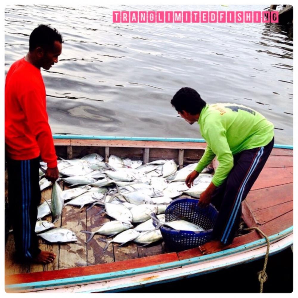 
 กลับมาถึงท่าเรือ บังกับลูกชาย ช่วยกันขึ้นปลา

สถิติใหม่ทะเลตรังกับ Tranglimitedfishing (หมายลับ