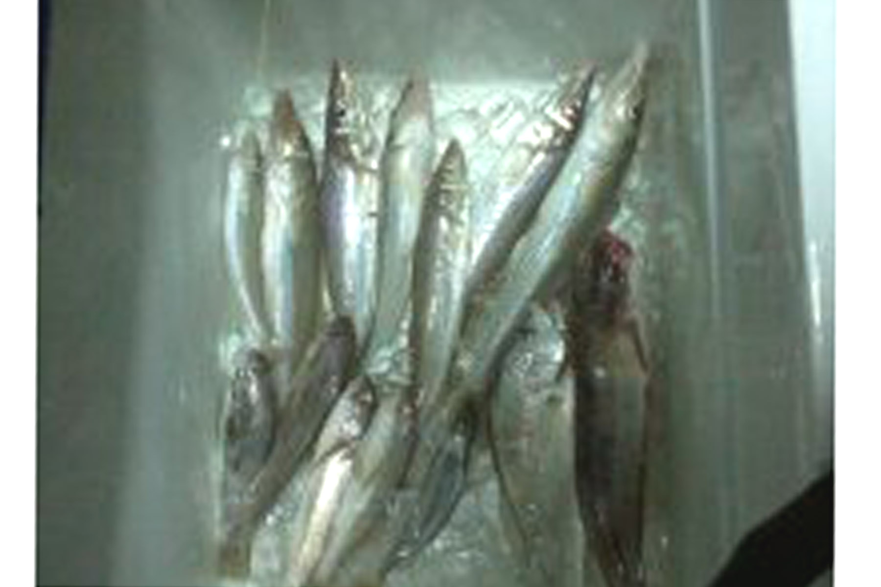 ปลาเล็กๆที่สะพาน หาดวอน(ชลบุรี)