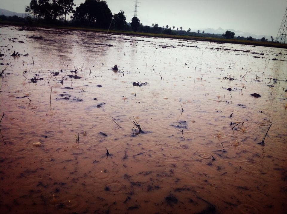 เริ่มปรับหน้าดิน เตรียมทำนากันแล้ว ฝนก็ตกๆหยุดๆให่หนาวเล่นชะงัน  :laughing: