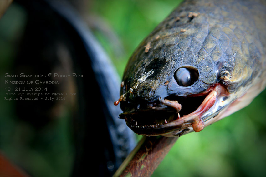ปลาช่อนย่างสำหรับมื้อเที่ยง #7  [i][Subtitle: Snakehead to be grilled for lunch][/i]  :umh: