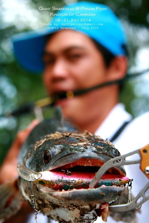 Day 2: Giant Snakehead at Cambodia #3  :cheer: