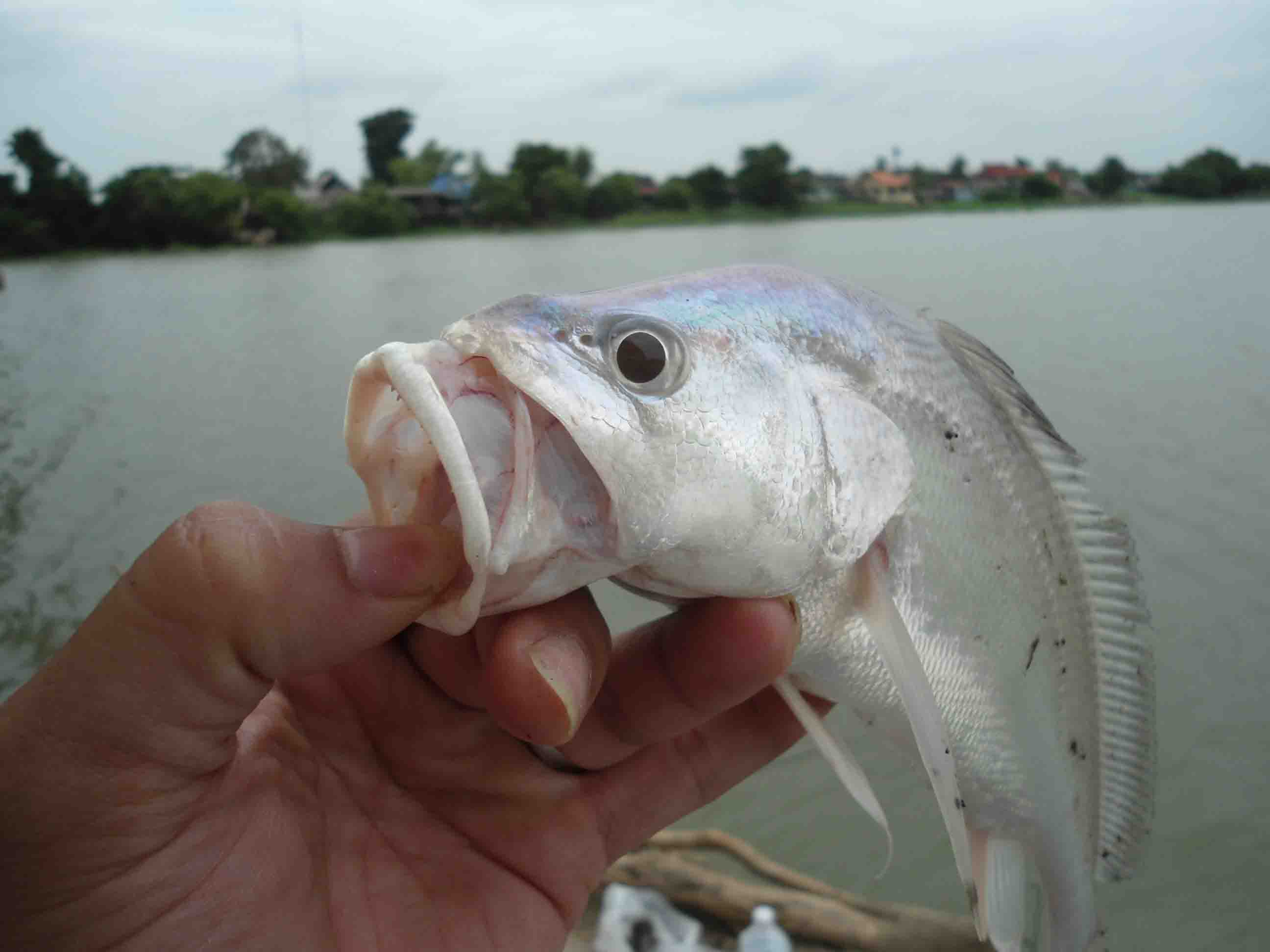 หลากหลาย สายพันธุ์  แม่น้ำเจ้าพระยา อ.บางปะอิน