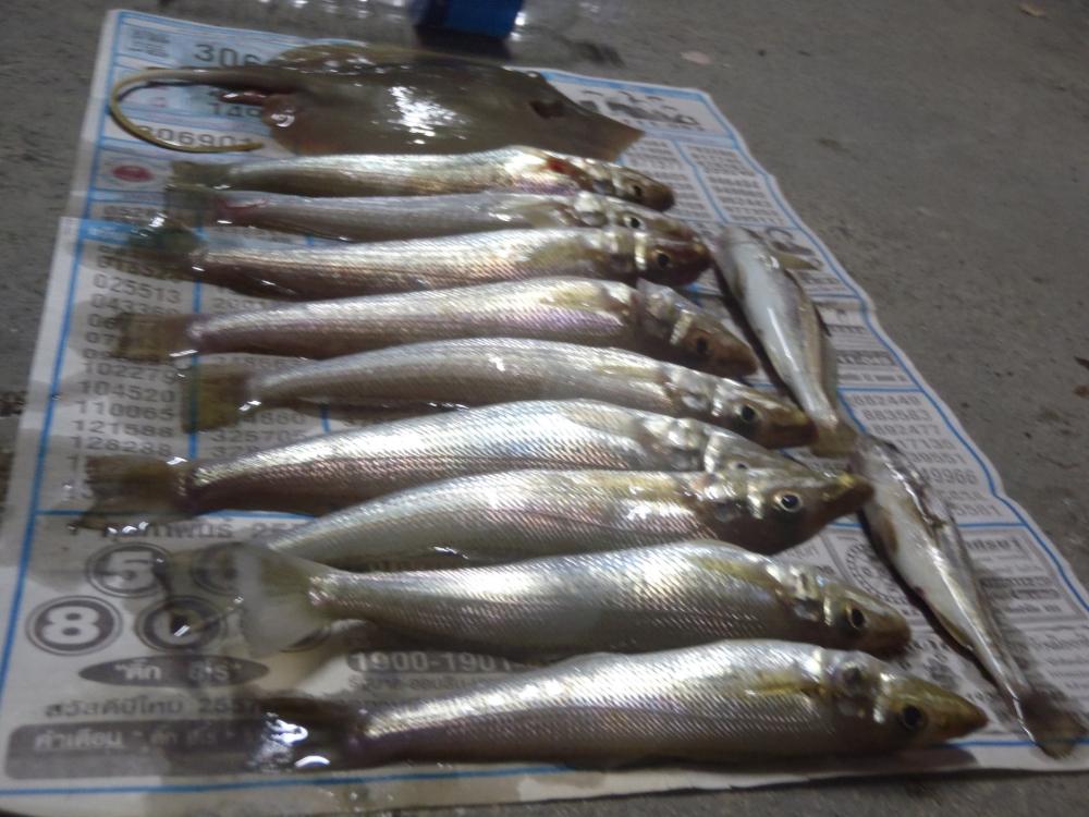 ปลาเล็กๆที่สะพาน หาดวอน(ชลบุรี) 2