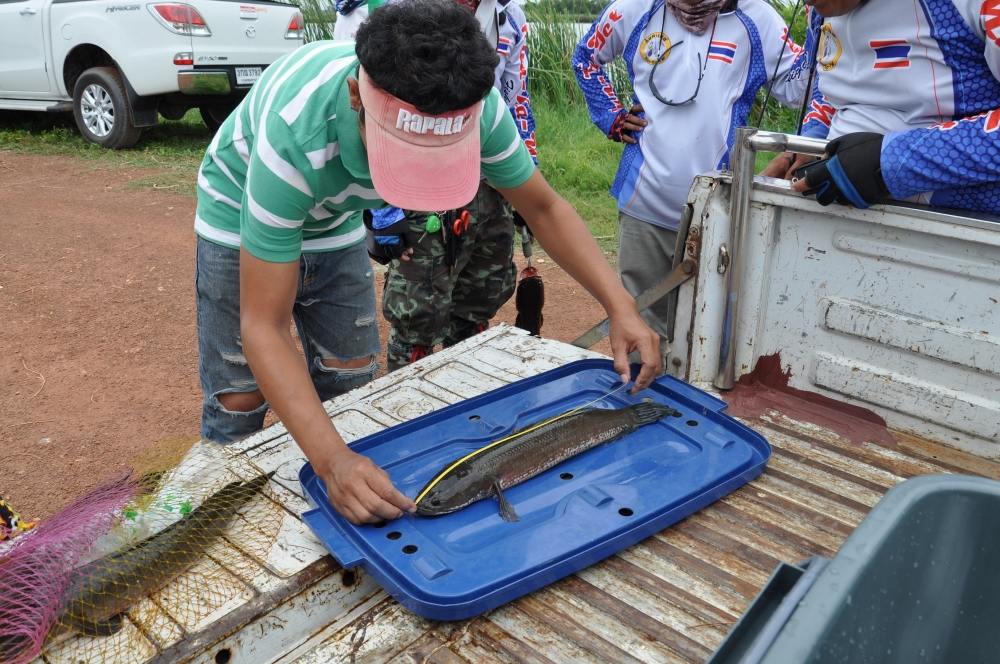 ตัวนี้รางวัลที่สอง 55.5 cm (ถ้าจำไม่ผิดเช่นกัน)