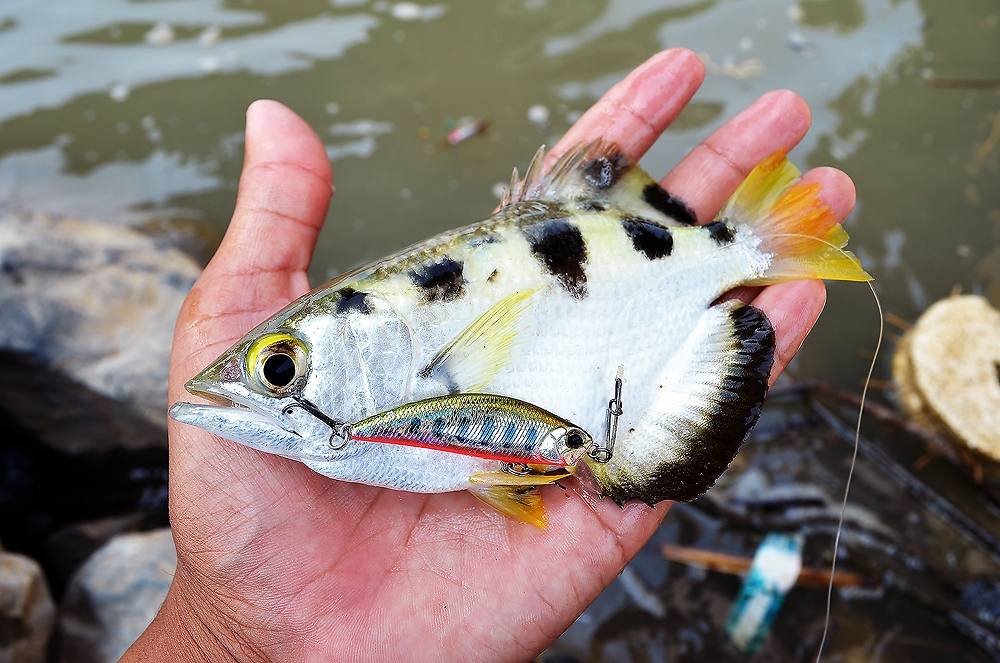 

จบ...แล้ว คัฟ กับ ทริฟ  [b].......... ถล่มวัง ปลาแม่น้ำ ! Chaophaya River Red สุดมันส์ .........