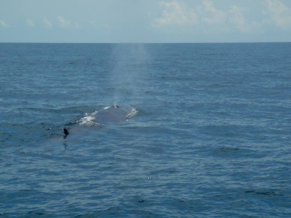 วาฬ บรูด้า ทะเลไทยยังมีอยู่แหมขึ้นมาข้างเรือเลยนะเล่นซะขาสั่นเลย
