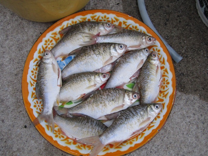 วันนี้มีนัดบ้านน้าโจครับ จัดเตรียมตามใบสั่งครับ ตะเพียนทอดจิ่มน้ำปลาพริกมะนาว...555... :umh: :umh: :