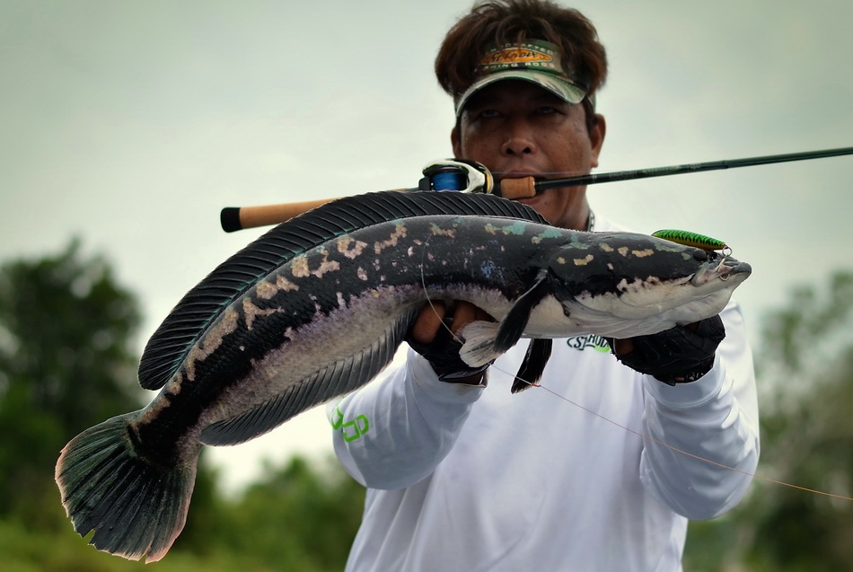  [q][center]

 [b]Fish - Giant snakehead
Rod  - St. Croix Legend Elite 12-20 Lb.  6.6 Ft.
Reel -