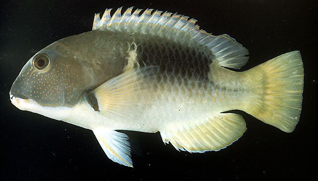 ปลากู่แก้มเหลือง
Choerodon anchorago  (Bloch, 1791)	
 Orange-dotted tuskfish ขนาด 50cm
พบตามแนวปะ