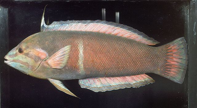 ปลานกขุนทองแอฟริกา
Coris cuvieri  (Bennett, 1831
African Coris
ขนาด 25cm
พบตามแนวปะการังที่สมบูร