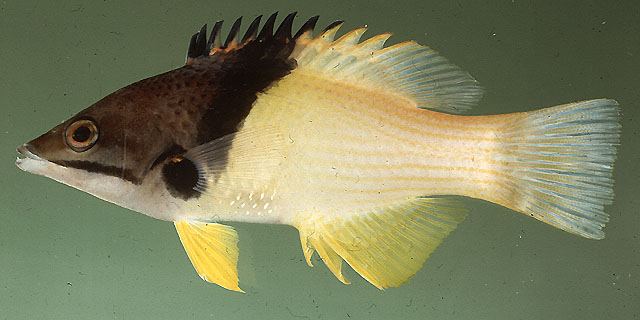 ปลานกขุนทองหน้าหมูแถบโค้ง
Bodianus mesothorax  (Bloch & Schneider, 1801)	
 Splitlevel hogfish ขนาด