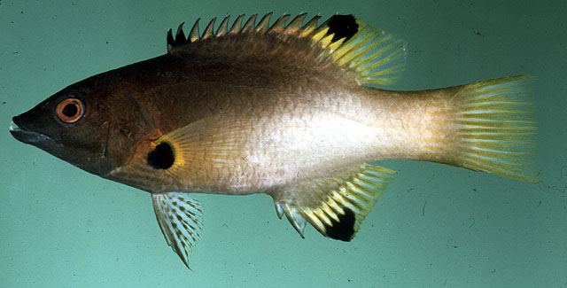 ปลานกขุนทองหน้าหมูจุด
Bodianus axillaris  (Bennett, 1832)	
 Axilspot hogfish 
ขนาด 25cm
